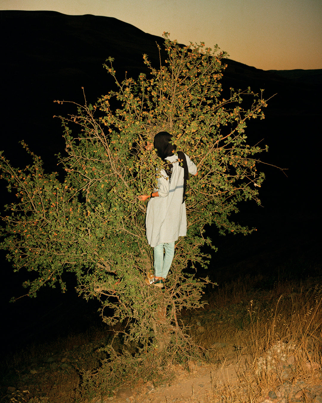 Tabriz to Shiraz — Sarah Pannell