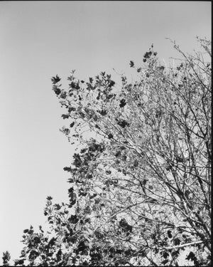 Fomapan 400 Ortho — 120