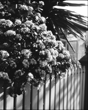 Fomapan 400 Ortho — 120