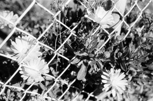 Kentmere Pan 200 — 35mm
