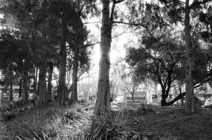 Kentmere Pan 200 — 35mm