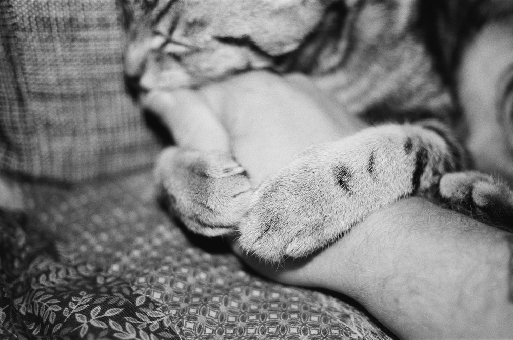Kentmere Pan 200 — 35mm