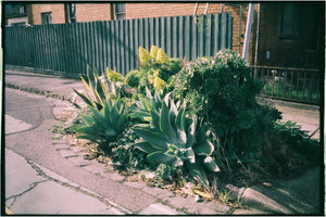 Harman Phoenix II 200 — 35mm