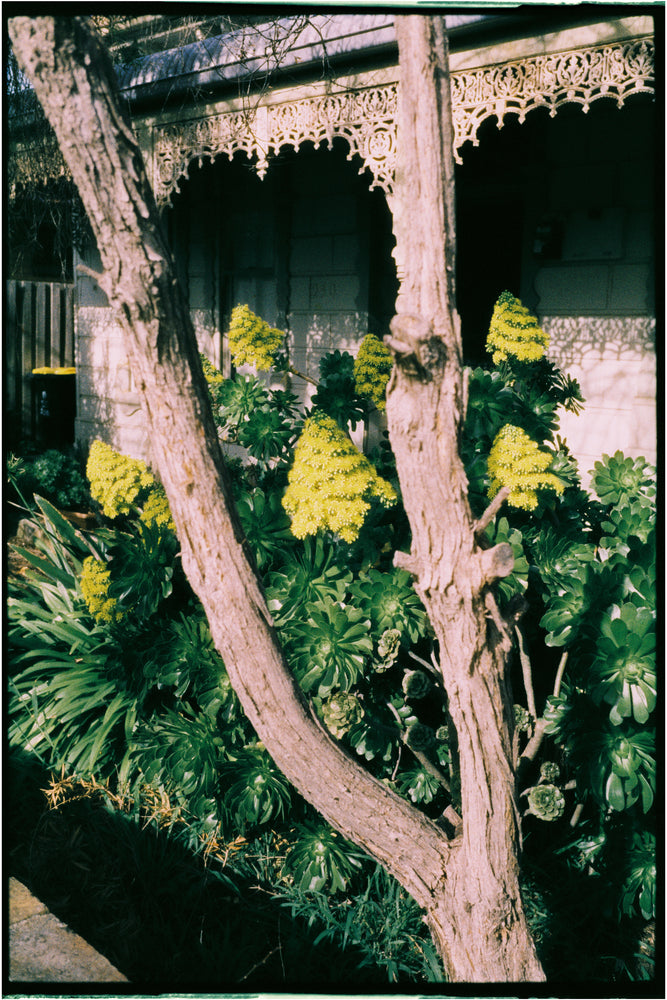 Harman Phoenix II 200 — 35mm