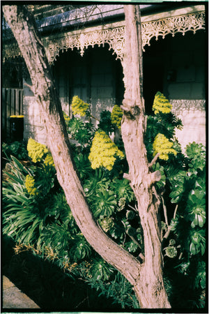 Harman Phoenix II 200 — 35mm