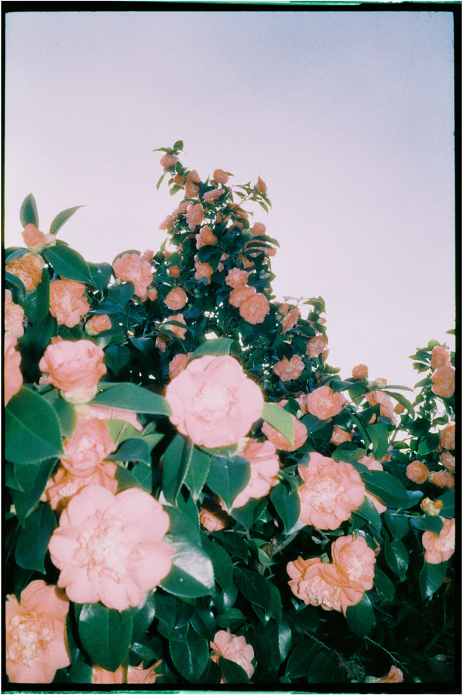 Harman Phoenix II 200 — 35mm