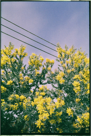 Harman Phoenix II 200 — 35mm