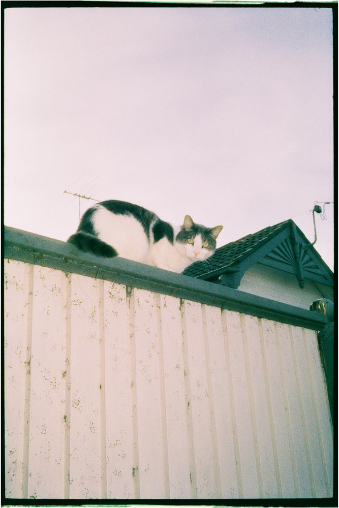 Harman Phoenix II 200 — 35mm