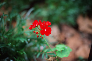 Fujifilm Velvia 50 — 35mm